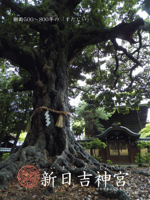 御神木スダジイ(京都市保存樹)と東神門(京都府暫定登録文化財)