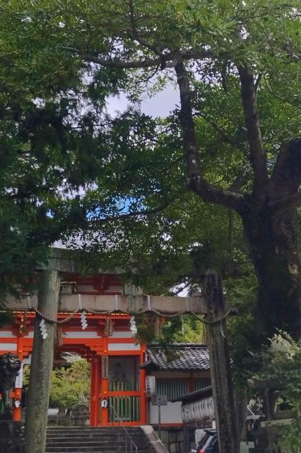 オガタマノキ