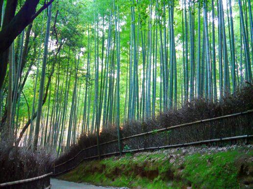 ©︎京都市メディア支援センター