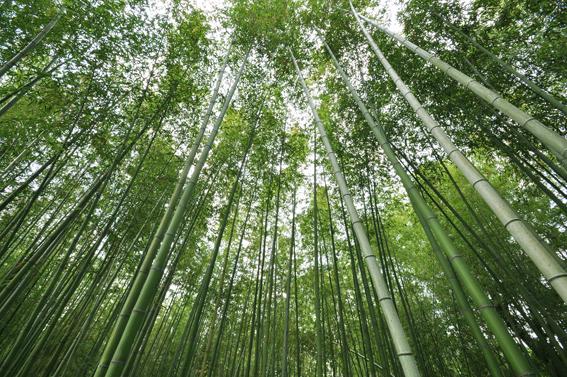 ©︎京都市メディア支援センター