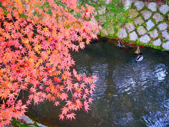 ©︎京都市メディア支援センター