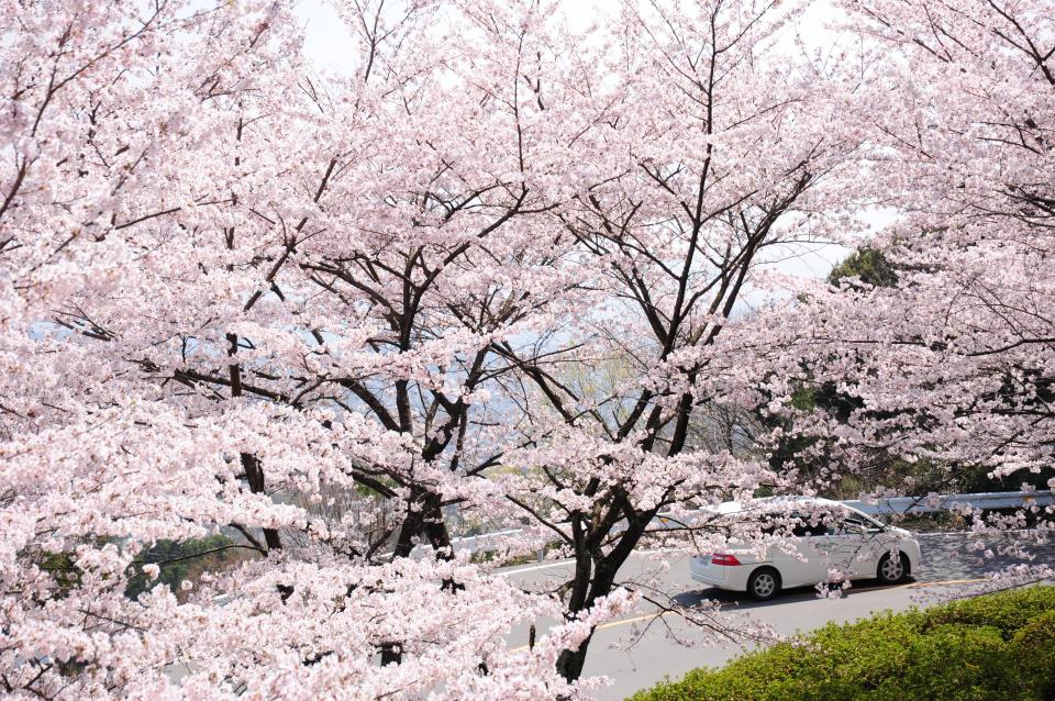 沿道の桜
