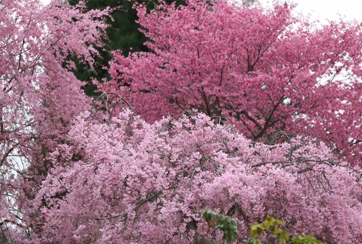 さくら満開の花宝苑
