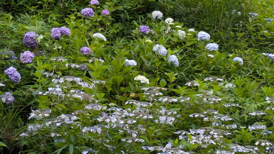 花宝宛のあじさい