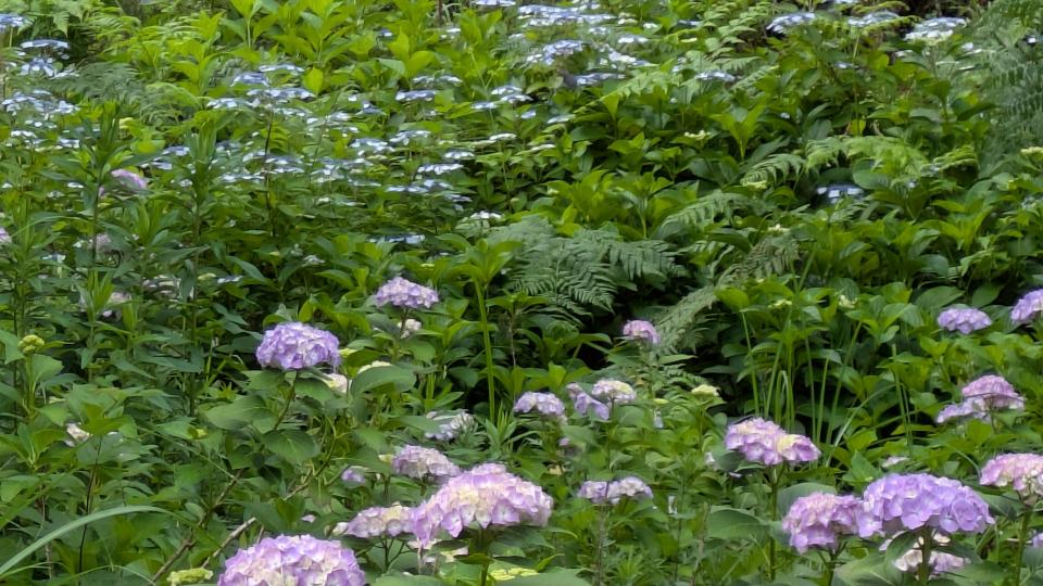 花宝宛のあじさい