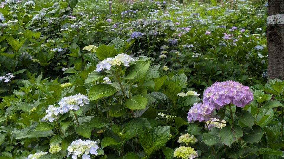 花宝宛のあじさい