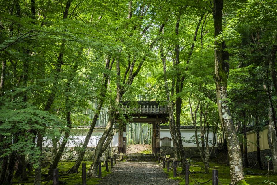 青竹と新緑が瑞々しい地蔵院総門風景