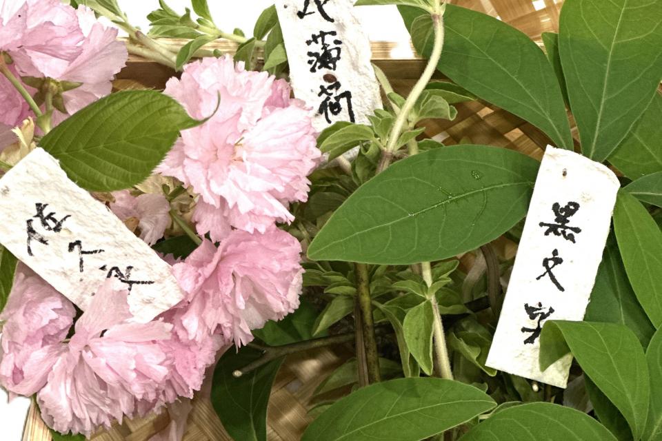 季節の植物をお選びいただきます