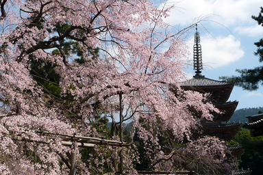 醍醐寺｜【京都市公式】京都観光Navi