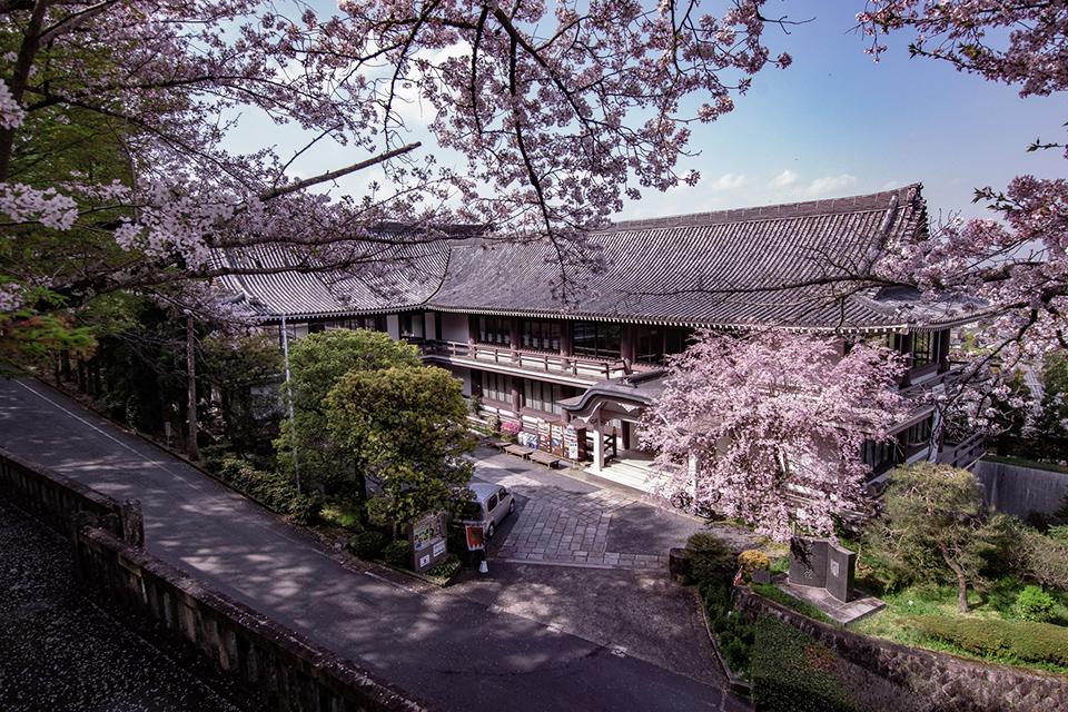 枝垂桜と霊山歴史館