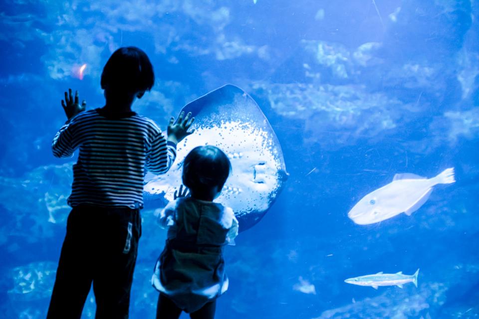 こどももいきものを近くで観察できる